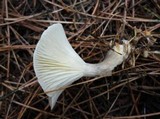 Ampulloclitocybe clavipes image