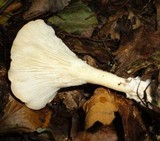 Clitocybe gibba image