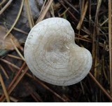 Rhodocybe popinalis image