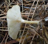 Rhodocybe popinalis image