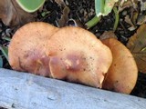 Gymnopilus luteofolius image