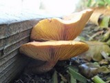 Gymnopilus luteofolius image
