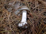 Amanita porphyria image