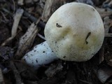 Agaricus arvensis image