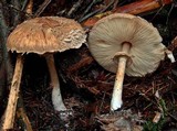 Chlorophyllum olivieri image