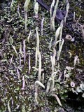 Cladonia subulata image