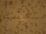 Agaricus californicus image