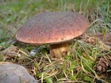 Boletus fibrillosus image