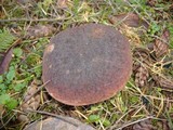 Boletus fibrillosus image