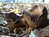 Paxillus involutus image