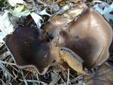 Paxillus involutus image