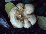 Paxillus involutus image