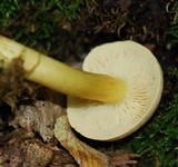 Tricholoma sulphureum image