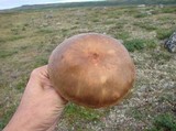 Leccinum rotundifoliae image