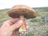 Leccinum rotundifoliae image