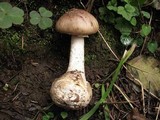 Amanita porphyria image