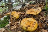 Lactarius scrobiculatus image