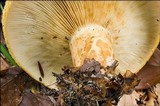 Lactarius scrobiculatus image