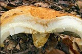 Lactarius scrobiculatus image
