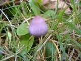 Inocybe geophylla var. lilacina image