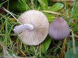 Inocybe geophylla var. lilacina image
