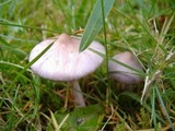 Inocybe geophylla var. lilacina image