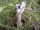 Hypomyces cervinigenus image