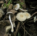 Inocybe lilacina image
