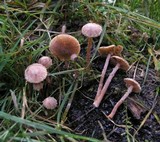 Tubaria conspersa image