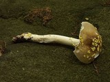 Amanita flavorubens image