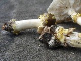 Amanita flavorubens image