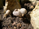 Coprinellus curtus image