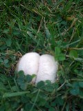 Calvatia cyathiformis image