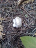 Calvatia cyathiformis image