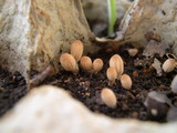 Coprinellus curtus image