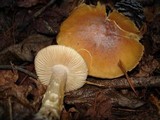 Cortinarius caperatus image