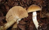 Cortinarius caperatus image