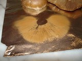 Cortinarius caperatus image