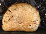 Gymnopilus luteofolius image