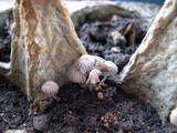Coprinellus curtus image