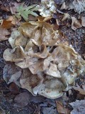 Lyophyllum decastes image