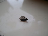 Coprinellus curtus image