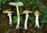 Amanita flavipes image