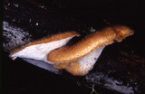 Bjerkandera fumosa image