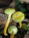 Hygrocybe chloochlora image