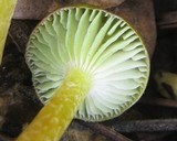 Hygrocybe chloochlora image