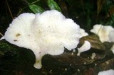 Favolus tenuiculus image