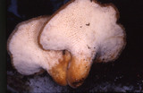 Bjerkandera fumosa image