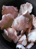 Pleurotus djamor image