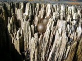 Lycogala epidendrum image